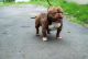 American Bully Puppies for sale in Waterbury, CT, USA. price: NA
