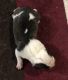 American Bully Puppies for sale in Holliston, MA, USA. price: NA
