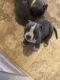 American Bully Puppies for sale in Titusville, Hopewell Township, NJ 08560, USA. price: NA