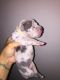 American Bully Puppies for sale in Hazleton, PA, USA. price: NA