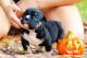 American Bully Puppies for sale in Mt Airy, NC 27030, USA. price: NA
