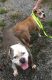 American Bully Puppies for sale in Centralia, IL 62801, USA. price: NA