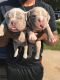 American Bully Puppies for sale in Conyers, GA, USA. price: $2,000