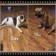 American Bully Puppies for sale in Philadelphia, TN 37846, USA. price: NA