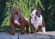 American Bully Puppies for sale in Youngstown, OH, USA. price: $3,000