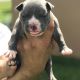 American Bully Puppies for sale in Hollywood, FL, USA. price: $2