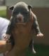 American Bully Puppies for sale in Hollywood, FL, USA. price: $3,000