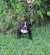 American Bully Puppies for sale in Hollywood, FL, USA. price: $2,000