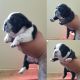 American Bully Puppies for sale in Victorville, CA 92392, USA. price: NA
