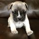 American Bully Puppies for sale in Troy, OH 45373, USA. price: $2,500