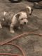 American Bully Puppies for sale in Morrow, OH 45152, USA. price: NA
