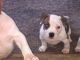 American Bully Puppies for sale in Akron, OH, USA. price: $1,400