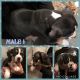 American Bully Puppies for sale in Billings, MT, USA. price: $1,500