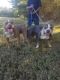 American Bully Puppies for sale in Southaven, MS, USA. price: NA