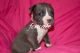 American Bully Puppies for sale in El Mirage, AZ, USA. price: NA