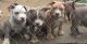 American Bully Puppies for sale in Katy, TX, USA. price: $1,800