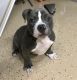 American Bully Puppies for sale in Chesapeake, VA 23320, USA. price: $500