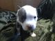 American Bully Puppies for sale in Milton, FL 32571, USA. price: NA