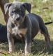 American Bully Puppies for sale in Mountain Brook, AL 35259, USA. price: NA