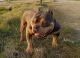 American Bully Puppies for sale in Table Mountain Blvd, Oroville, CA 95965, USA. price: NA