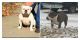 American Bully Puppies for sale in Hannibal, MO 63401, USA. price: NA