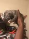 American Bully Puppies for sale in Augusta, GA 30906, USA. price: NA