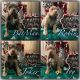 American Bully Puppies for sale in Adelanto, CA, USA. price: NA