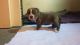 American Bully Puppies for sale in Clovis, CA 93612, USA. price: $1,000