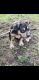 American Bully Puppies for sale in Andrews, SC 29510, USA. price: NA
