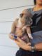 American Bully Puppies for sale in Winter Haven, FL, USA. price: $1,200