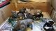 American Bully Puppies for sale in Tacoma, WA, USA. price: $1,000