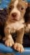 American Bully Puppies for sale in Statesville, NC 28625, USA. price: NA