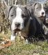 American Bully Puppies for sale in Pikeville, TN 37367, USA. price: $500