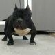 American Bully Puppies for sale in Long Beach, CA, USA. price: NA