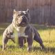 American Bully Puppies for sale in Aiken, SC, USA. price: NA