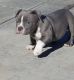 American Bully Puppies for sale in Palmdale, CA, USA. price: $2,000