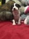 American Bully Puppies for sale in Scott St, Houston, TX, USA. price: NA