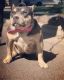 American Bully Puppies for sale in Hollywood, Los Angeles, CA, USA. price: NA