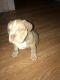 American Bully Puppies for sale in 6313 St Louis Ave, St. Louis, MO 63121, USA. price: NA