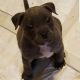 American Bully Puppies for sale in Clarksville, TN, USA. price: $900