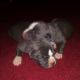 American Bully Puppies for sale in Ford, VA 23850, USA. price: NA