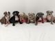 American Bully Puppies for sale in Kissimmee, FL 34746, USA. price: $2,500