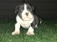American Bully Puppies for sale in Missouri City, TX 77489, USA. price: $1,000