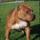 American Bully Puppies for sale in IL-59, Antioch, IL, USA. price: $1,000