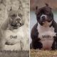 American Bully Puppies for sale in Buena Vista Township, NJ, USA. price: NA