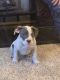 American Bully Puppies for sale in Maple Grove, MN, USA. price: NA