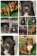 American Bully Puppies for sale in Kenly, NC 27542, USA. price: NA