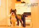 American Bully Puppies for sale in Bay City, MI, USA. price: NA