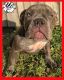 American Bully Puppies for sale in West Palm Beach, FL, USA. price: NA