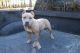 American Bully Puppies for sale in Summerville, SC, USA. price: NA